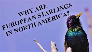 Why are European Starlings in North America?