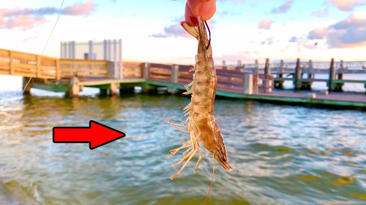 Pitched a Live Shrimp Under the Pier and Caught This!