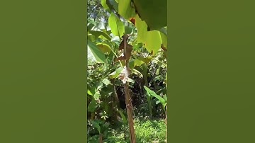 Chú Sáu Nợ Ngân Hàng Đóng Lãi Hết Nổi Buộc Lòng Bán Đất Vườn Trái Cây Ven Suối Tuyệt Đẹp #shorts