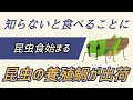 昆虫食が始まりました！絶対にコオロギ食べないと決めている人だけ見てください。