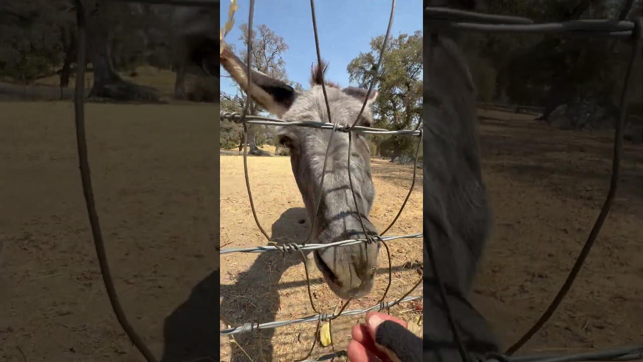 This is Eddy enjoying an apple at the Clydesdale and mini donkey farm #yosemiteebiking #minidonkey