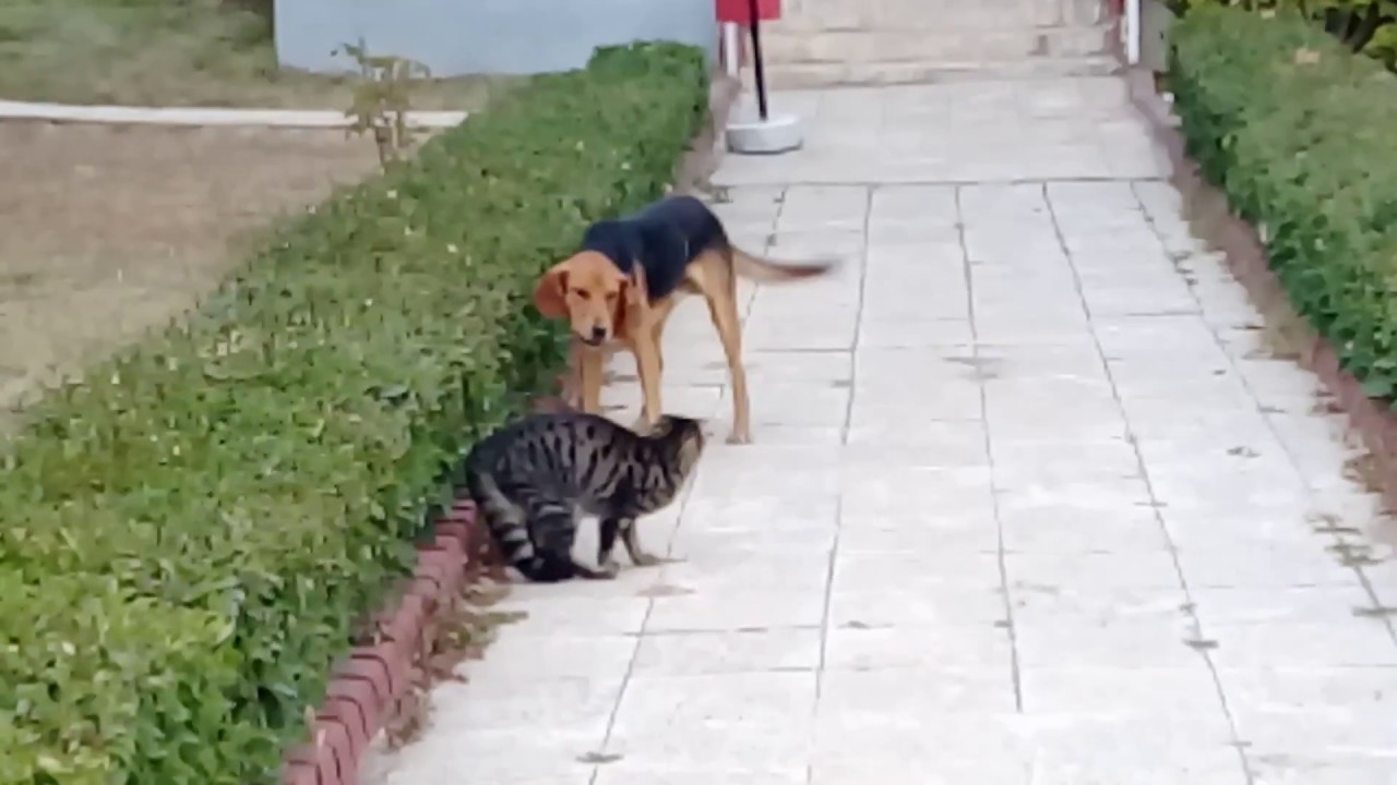 Kedi Kopegi Parcaladi Kedi Kopek Kavgalari Hayvanlarin Eglenceli Anlari Youtube