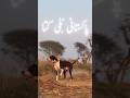 #dog #pet #dogbreed #bullybreed #bullydog #bullykutta #pakistanibully #dogshorts #shorts #viral #new