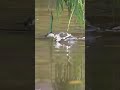 觅草 Foraging