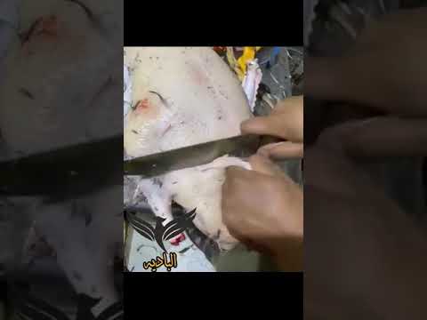 الوز الاوربي سبحان الله 