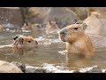 ほっこり、カピバラの露天風呂＝伊豆シャボテン動物公園