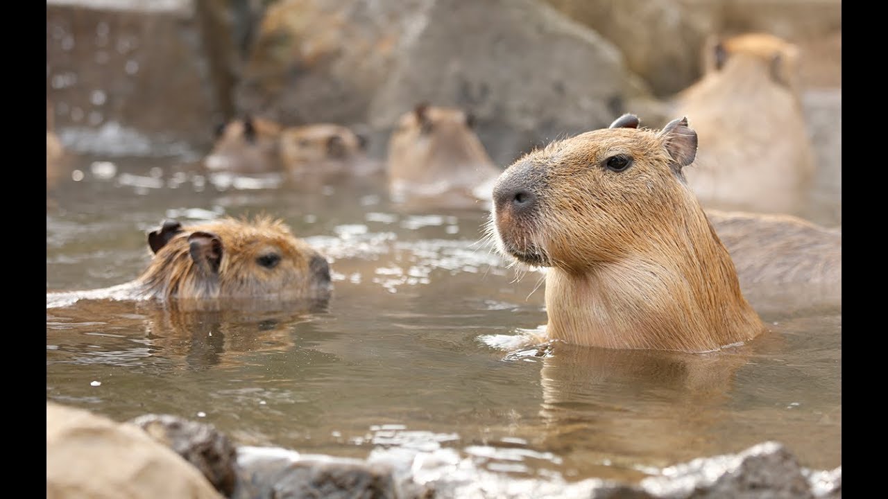 「カピバラ」の画像検索結果