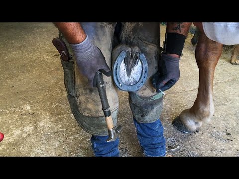 Video: Zoccoli Di Cavallo, Toelettatura E Ferratura