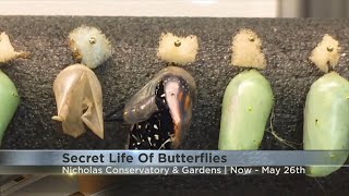 Learn a unique fact about butterflies at Nicholas Conservatory & Gardens