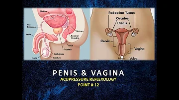 Acupressure Reflexology Point #12: PENIS & VAGINA