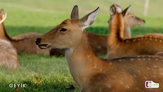 Hayvan Videoları Ve Hayvan Sesleri - Çocuklar Için Adan Zye 37 Farklı Hayvan - Okul Öncesi Eğitim