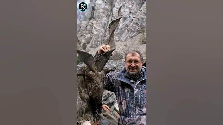 "Tragic Incident Involving Pakistan's National Animal | The Markhor in Danger"