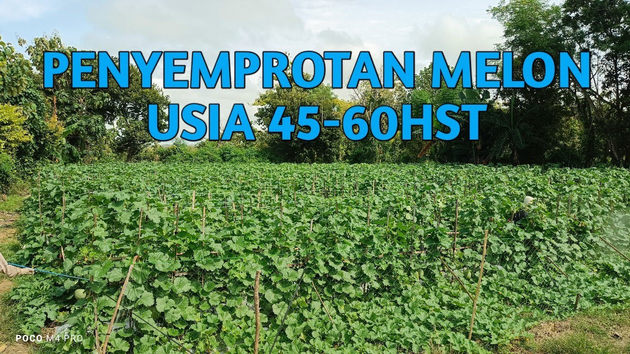 PENYEMPROTAN MELON USIA 45-55HST #melon #farming 