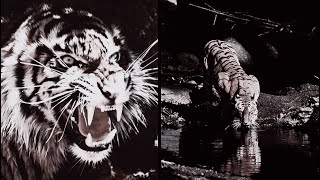 Aura Edit Audios Timestamps In Description