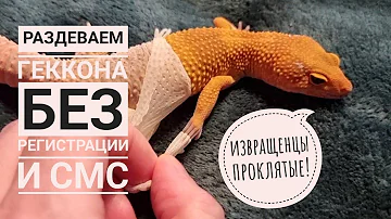 Снимаем с геккона шкуру! Почему, зачем? Во имя хайпа, конечно! (нет). В описании интересное