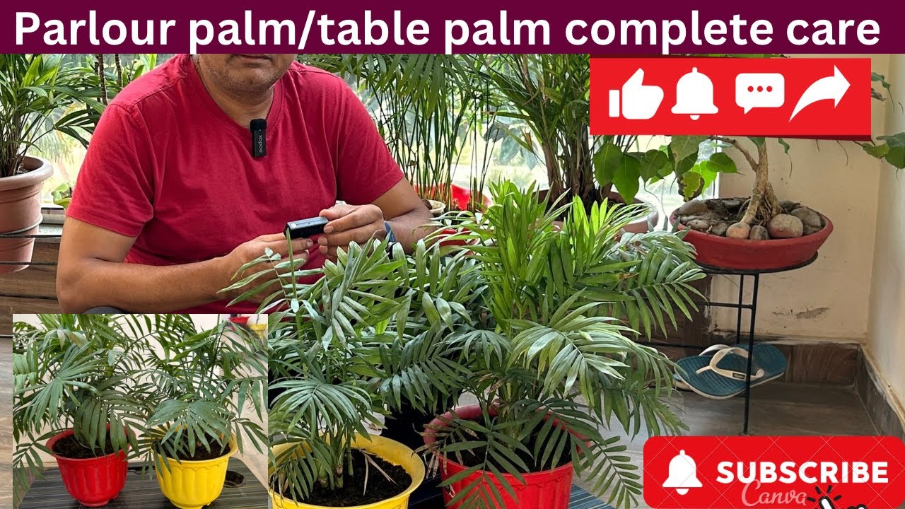 Parlour palm/table palm complete care/tips/prepogation.