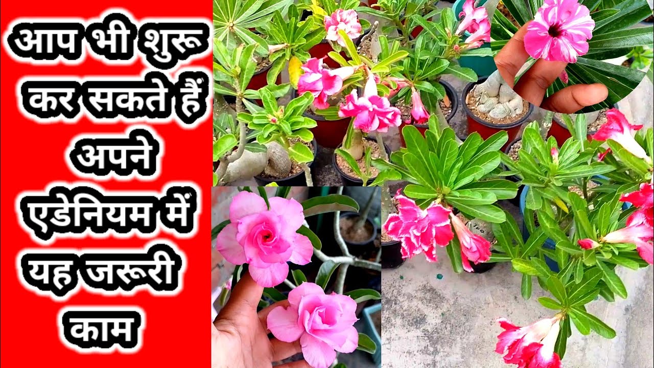 मैंने शुरू कर दिया अपने एडेनियम में काम करना आप भी अब शुरू कर सकते हैं अपने एडेनियम में यह काम करना 