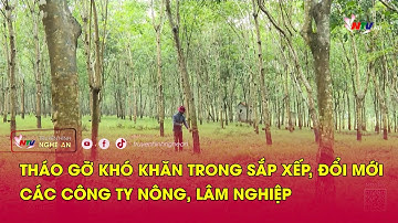 Tháo gỡ khó khăn trong sắp xếp, đổi mới các công ty nông, lâm nghiệp