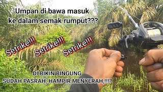 Evakuasi Babon Gabus Penunggu Lahan Sawit Yg Banjir 