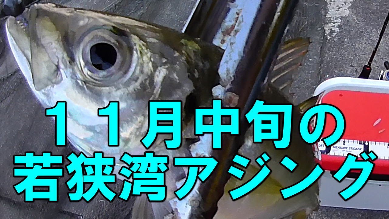１１月中旬の若狭湾アジング 夜間の常夜灯付近でなかなかcm以上のアジが釣れない中 朝マズメに美味しそうなcmオーバーが釣れる あわよくばメバルやアコウも釣りたいところですが その結果は Youtube