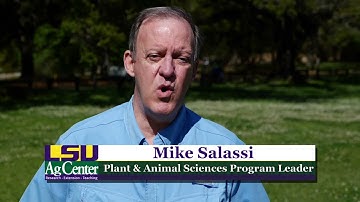 Welcome from Dr. Mike Salassi - 2021 Dean Lee Beef & Forage Field Day