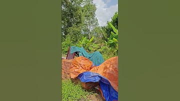 10 x 50 lộ xe 7 chỗ tới đất. Nhơn Nghĩa A Châu Thành A Hậu Giang. Giá: 750tr.