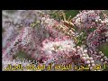 ازهار شجرة الطرفة أو الطرفاء الاثل بالحزائر سطيف