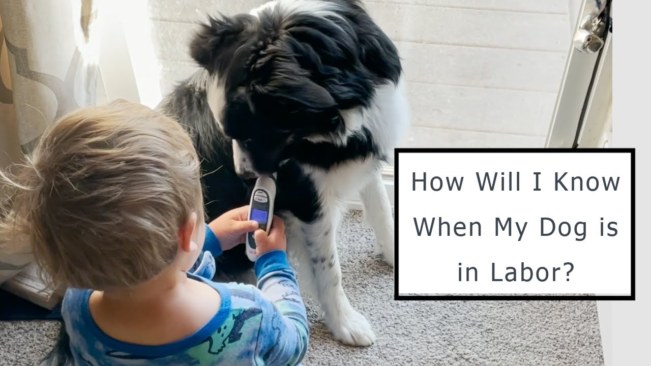 Preparing for Our Border Collie to Give Birth