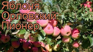 Сорт Яблок Пионер Фото И Описание