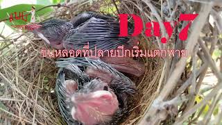 นกปรอดสวน ตั้งแต่วันวางไข่ จนลูกนกบินได้