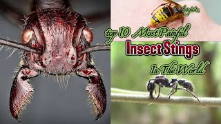 top10 Most Painful Insect Stings In The World