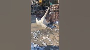 This man rescued a swan that was stuck in a fence and then this happened #shortvideo #shorts