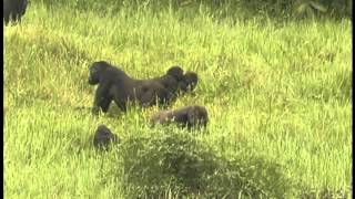 Western Lowland Gorillas Of Congo | Video A population of 125,000 critically endangered western lowland gorillas was discovered by the Wildlife Conservation Society in 2008. Many of these gorillas, along with other threatened species, are now protected by a new national park.