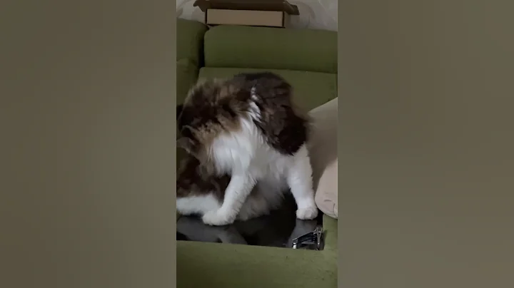 Watch the video about Paint the town red #mainecooncatlovers #catcare #catlover #cat #meowcat #mainecoon