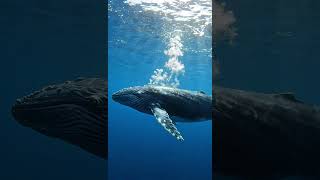 Humpback Whale Glides Through Sunlit Blue 🐋 | Sea Realm