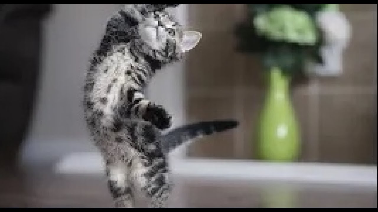 While Simba is sick, Chip plays. / Funny kittens - YouTube