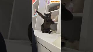 Mvp Of The Dance Floor My Cat