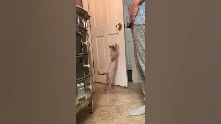 Cute funny sphynx cat closes the door then makes s...