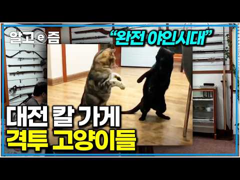 “다 진짜 검이라니 😨” 매일 사생결단하는 냥쪽이들의 살벌한 도검 가게｜대전이 재밌는 도시인 이유｜고양이를 부탁해｜알고e즘