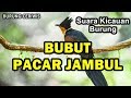 Suara kicauan burung bubut pacar jambul gacor cocok buat masteran isian