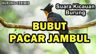 SUARA KICAUAN BURUNG BUBUT PACAR JAMBUL GACOR COCOK BUAT MASTERAN ISIAN