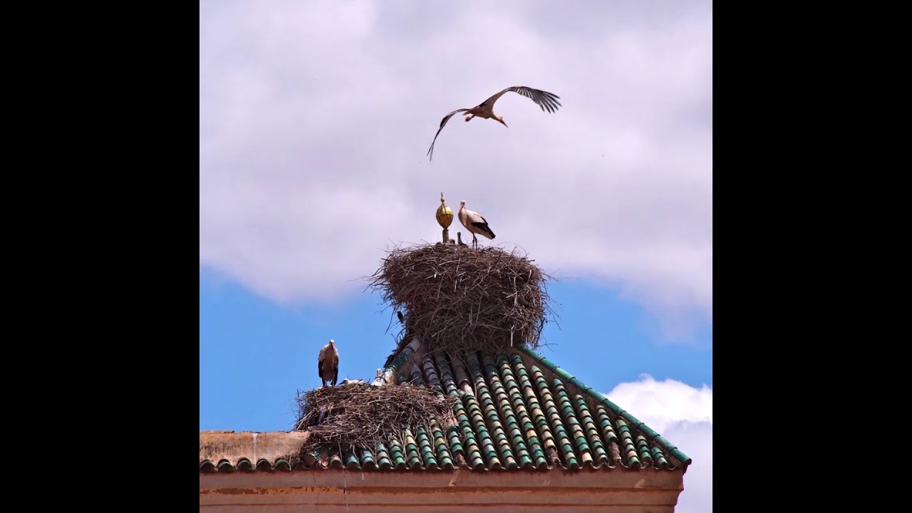 Гнездо птицы аиста. Гнездо аиста на крыше. Гнездо аистов. Аисты на крыше. Гнездо аистов на крыше.
