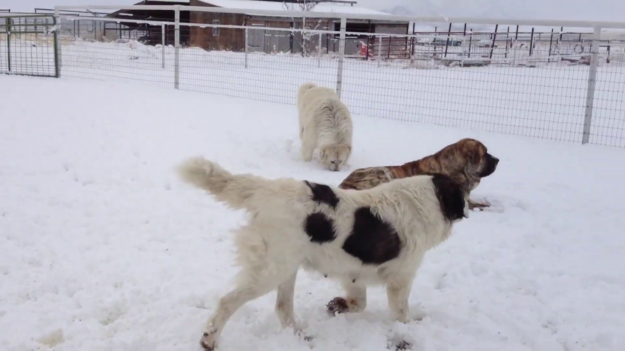 Chapter from "The Way of The Pack: Understanding and Living With