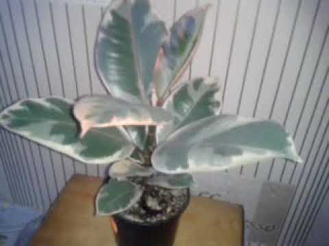 Фикус каучуконосный Бейлиз - YouTube