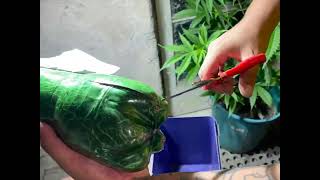 Cortando garrafa pet reciclável para transplante de planta de maconha - muito enraizada!! 