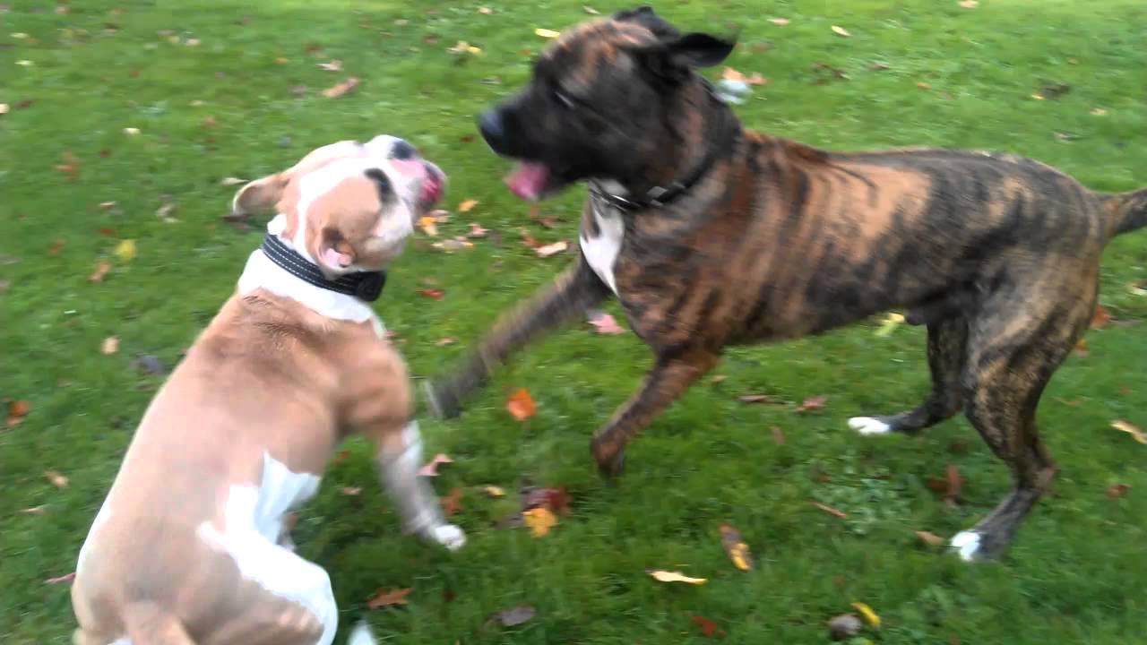 American bulldog attack!! Nena vs Tiger&hellip; - YouTube
