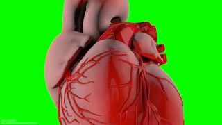 heartbeat beat beat beating 3D ANIMATION 1080p s01r02
PLEASE SUBSCRIBE and like plus comment
always good to have feedback. Contact the live show on SKYPE via GreenScreenAnimation.Studio or twitter @ twitter.com/GreenScreenAnim just set up not sure if that one is right
facebook at https://www.facebook.com/profile.php?id=100007255184717&fref=ts
3d animation see for blog http://greenscreenanima.tumblr.com/ when i get chance to update doh heartbeat beat beat beating 3D ANIMATION 1080p s01r02