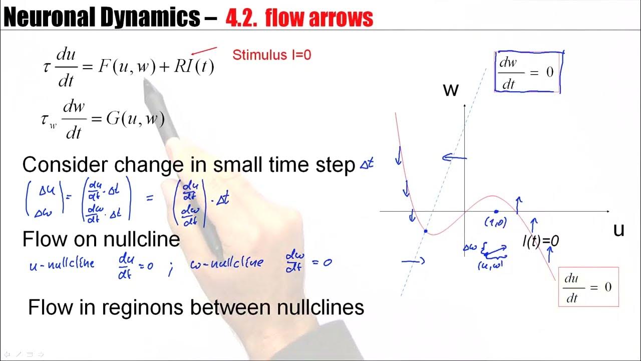 CNS4.2 - Phase Plane Analysis - YouTube