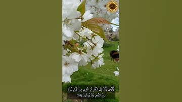 وأوحى ربك إلى النّحل أن اتّخذي من الجبال بيوتاً .. أجمل تلاوة من سورة النحل للقارئ: ماهر المعيقلي