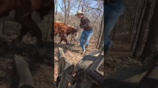 Day 12 of 30 days of #calving. #cattlefarm #cow #cattleranch #farmlife #farm #ranch #ranchlife #calf